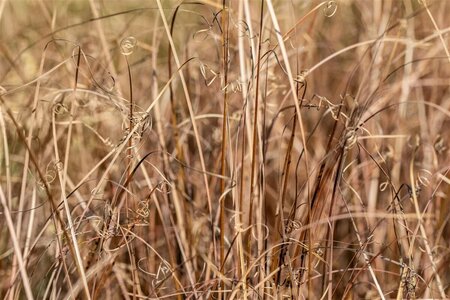 Carex comans 'Bronze Form' C2 - afbeelding 2