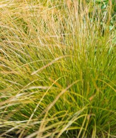 Carex comans 'Bronze Form' C2 - afbeelding 4