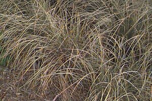 Carex comans 'Bronze Form' C2