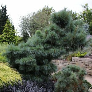 Pinus schwerinii 'Wiethorst' 125/150 KL. - afbeelding 2