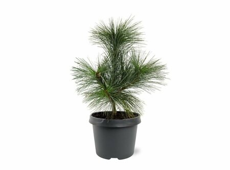 Pinus schwerinii 'Wiethorst' 125/150 KL. - afbeelding 4