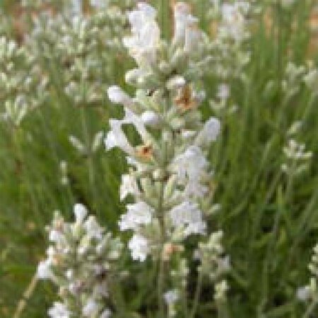 Lavandula ang. 'Alba' P9 - afbeelding 2