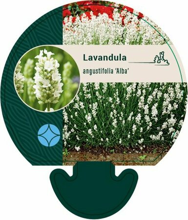 Lavandula ang. 'Alba' P9 - afbeelding 1