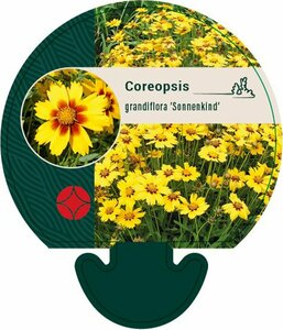 Coreopsis gr. 'Sonnenkind' P9