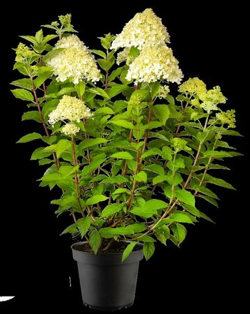 Hydrangea paniculata 'Phantom' ST. 150 C.  - afbeelding 1