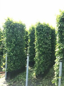 Carpinus betulus 350/400 DR. Meerstammig - afbeelding 3
