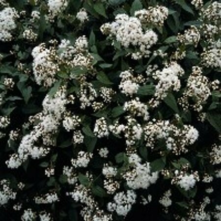Eupatorium rugosum 'Chocolate' C2 - afbeelding 4