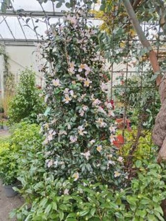 Camellia sas. 'Plantation Pink' 175/200 C. - afbeelding 1