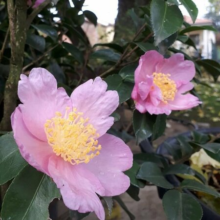 Camellia sas. 'Plantation Pink' 175/200 C. - afbeelding 2