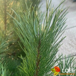 Pinus nigra nigra 225/250 DR. Solitair