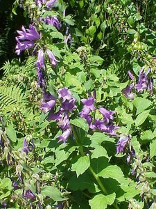 Campanula latifolia macrantha P9