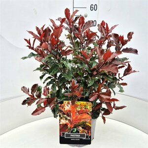 Photinia fraseri 'Magical Volcano' 40/50 C.