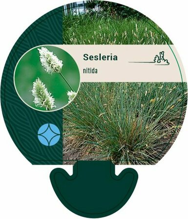 Sesleria nitida C2 - afbeelding 4