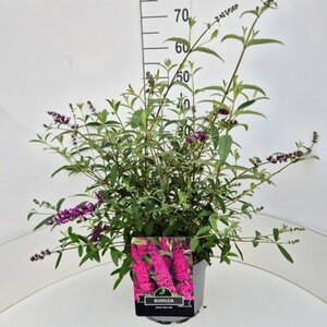 Buddleja davidii 'Royal Red' C3 - afbeelding 5