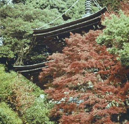 Acer palmatum 250/275 DR. Solitair - afbeelding 2