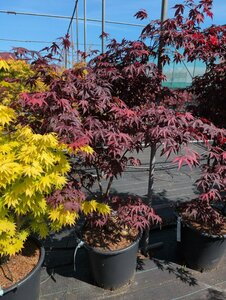 Acer palmatum 'Bloodgood' 200/225 DR. Solitair