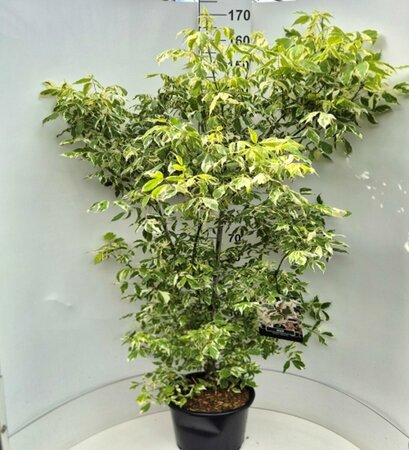 Acer negundo 'Variegatum' 150/175 C. - afbeelding 3