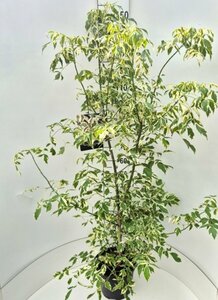 Acer negundo 'Variegatum' 150/175 C. - afbeelding 2
