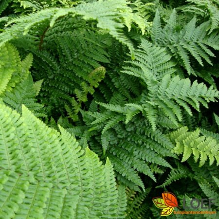 Dryopteris affinis 'Crispa' P11 - afbeelding 2