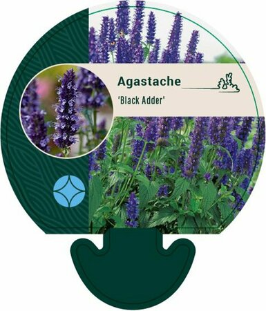 Agastache 'Black Adder' P9 PlanetProof - afbeelding 7