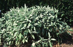 Anaphalis triplinervis P9 PlanetProof