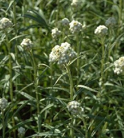 Anaphalis triplinervis P9 PlanetProof - afbeelding 4