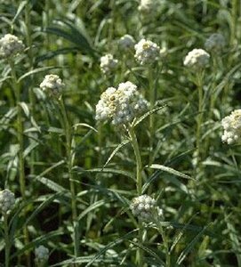 Anaphalis triplinervis P9 PlanetProof - afbeelding 4