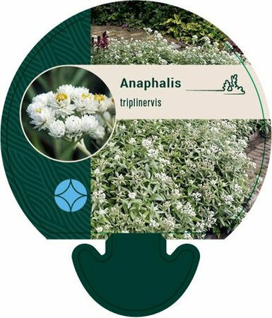 Anaphalis triplinervis P9 PlanetProof - afbeelding 7