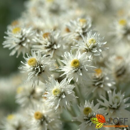 Anaphalis triplinervis P9 PlanetProof - afbeelding 5