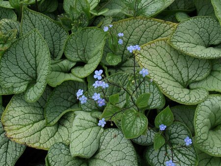 Brunnera macrophylla 'Sea Heart' P9 PlanetProof - afbeelding 3