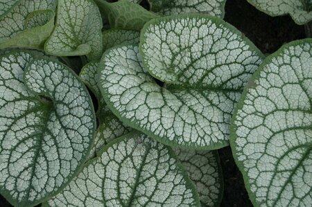 Brunnera macrophylla 'Sea Heart' P9 PlanetProof - afbeelding 4