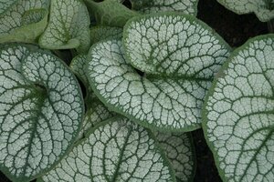 Brunnera macrophylla 'Sea Heart' P9 PlanetProof - afbeelding 4