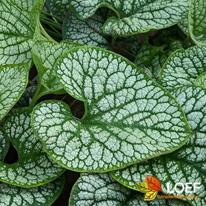 Brunnera macrophylla 'Sea Heart' P9 PlanetProof - afbeelding 2