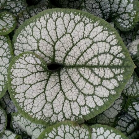 Brunnera macrophylla 'Sea Heart' P9 PlanetProof - afbeelding 5