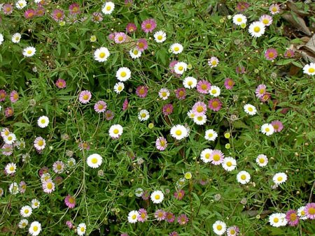 Erigeron karvinskianus P9 PlanetProof - afbeelding 5