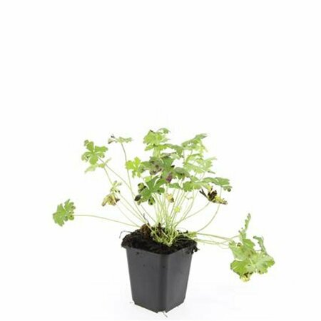 Geranium cantabrigiense 'Cambridge' P9 PlanetProof - afbeelding 3
