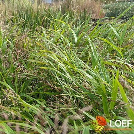 Hakonechloa macra P9 PlanetProof - afbeelding 2