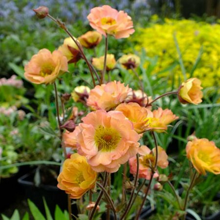 Geum 'Mai Tai' P9 PlanetProof - afbeelding 2
