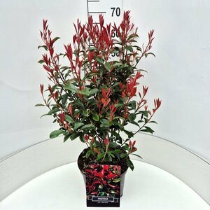 Photinia fraseri 'Carré Rouge' 150/175 C. - afbeelding 3