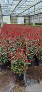 Photinia fraseri 'Carré Rouge' 150/175 C. - afbeelding 4