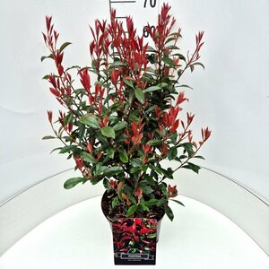 Photinia fraseri 'Carré Rouge' 150/175 C. - afbeelding 5