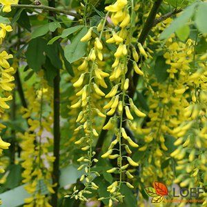 Laburnum watereri 'Vossii' 10-12 C. HO.