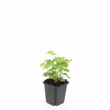 Alchemilla mollis C1.5 - afbeelding 4