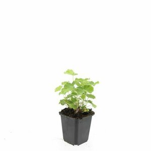 Alchemilla mollis C1.5 - afbeelding 4