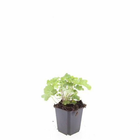 Alchemilla mollis C1.5 - afbeelding 11