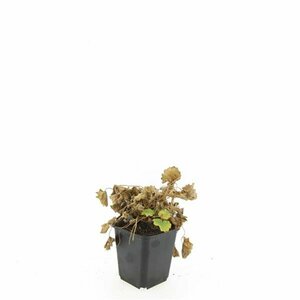 Alchemilla mollis C1.5 - afbeelding 12