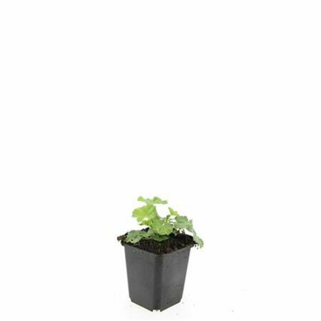 Alchemilla mollis C1.5 - afbeelding 10