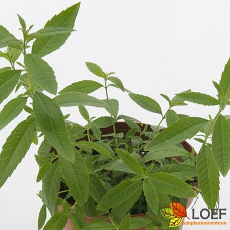 Lippia citriodora P9
