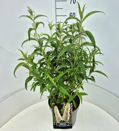 Buddleja davidii 'White Profusion' 175/200 C. - afbeelding 7