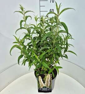 Buddleja davidii 'White Profusion' 175/200 C. - afbeelding 7